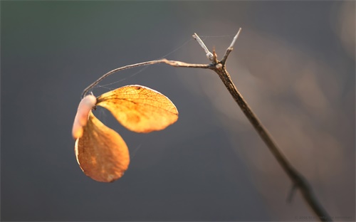 母亲节送什么礼物,母亲节礼物要实际一点不然妈妈会说你乱花钱